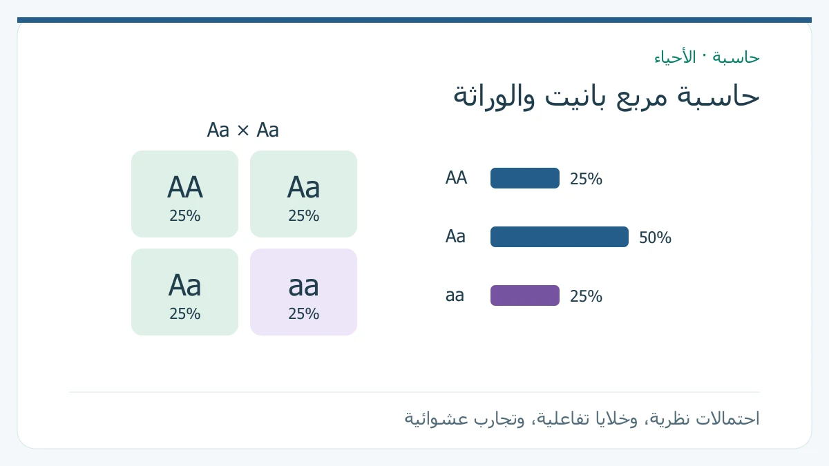 مربع بانيت لتهجين Aa مع Aa يعطي AA بنسبة 25% وAa بنسبة 50% وaa بنسبة 25%